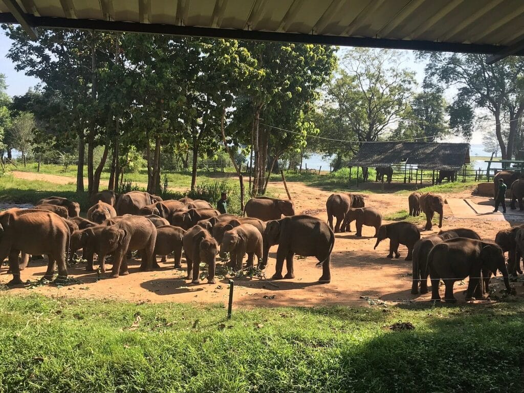 Udawalawe Elephant Transit Home