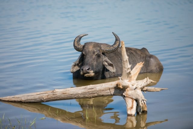 Udawalawe National Park Water Buffalo