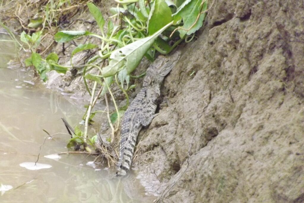 Animals in Udawalawe National Park