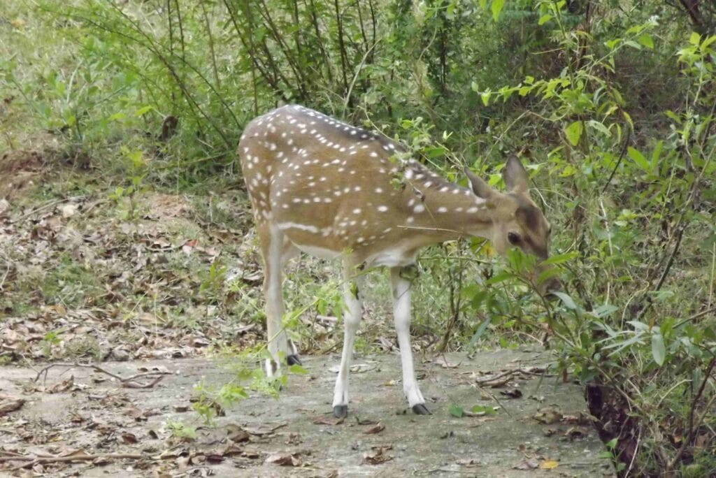 Animals in Udawalawe National Park