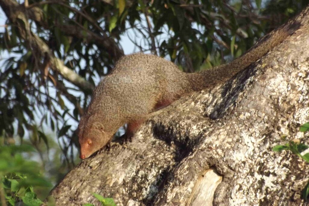 Animals in Udawalawe National Park