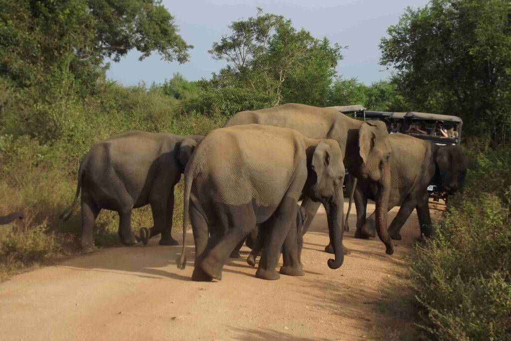 Animals in Udawalawe National Park
