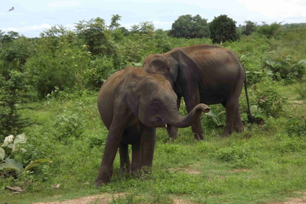 Animals in Udawalawe National Park