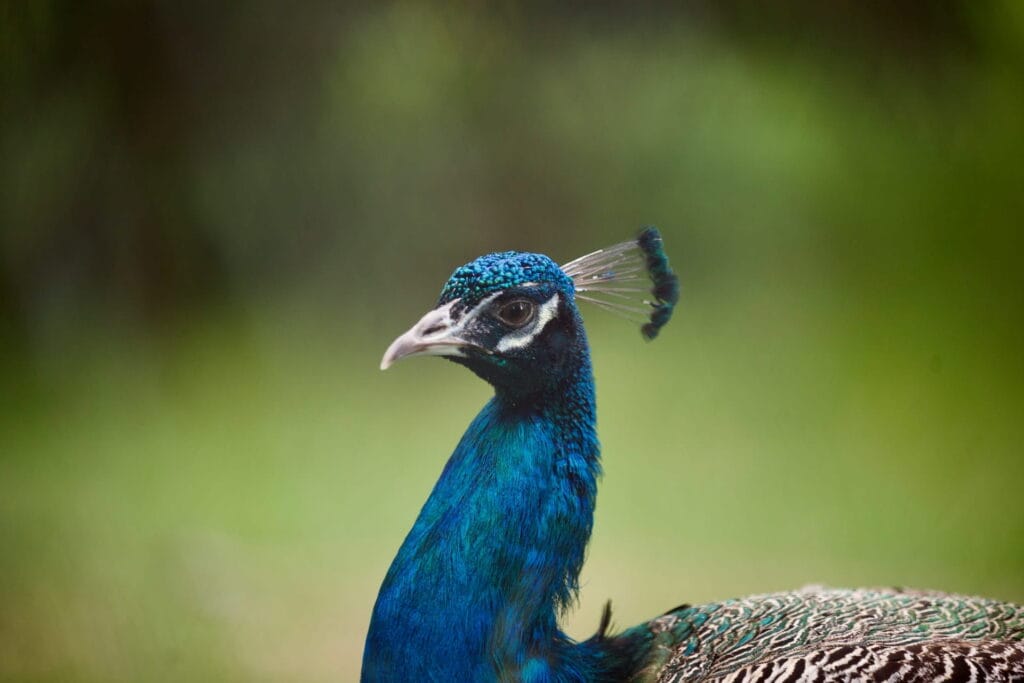 Udawalawe National Park