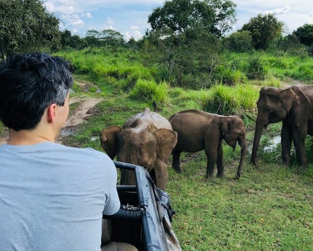 Udawalawe National Park, Udawalawa Sri lanka